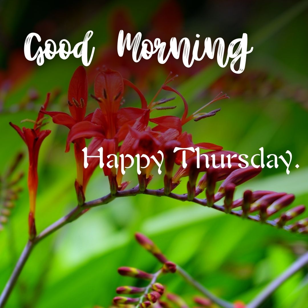ᐅ157+ Good Morning Happy Thursday Images HD for Whatsapp